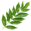 Curry Leaves