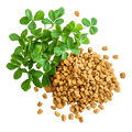 Fenugreek